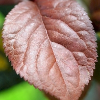 Листки - Слива розлога ф. темно-пурпурова (Слива Піссарда)